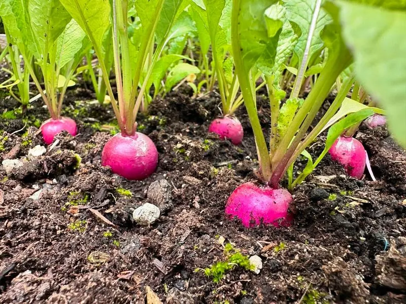 Radish