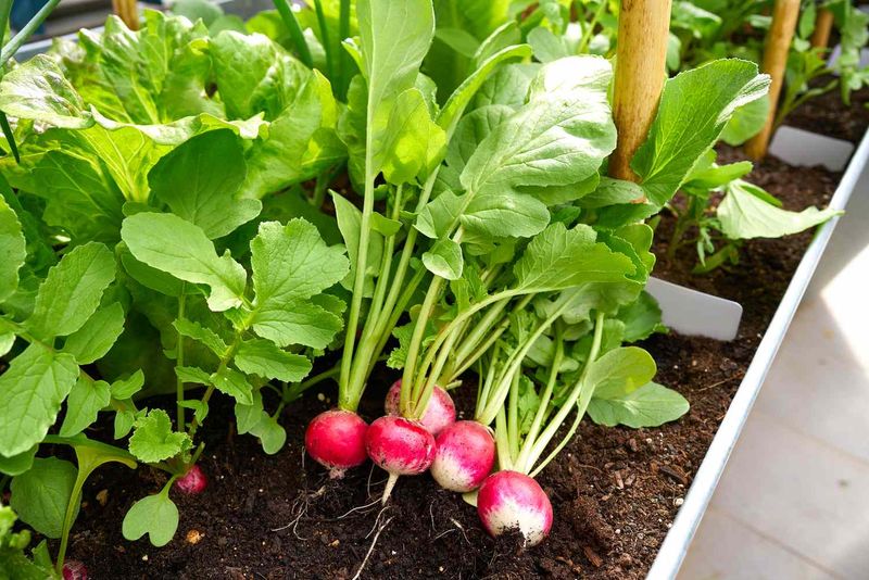 Radishes