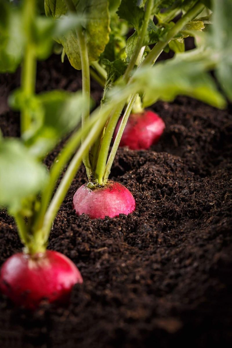 Radishes