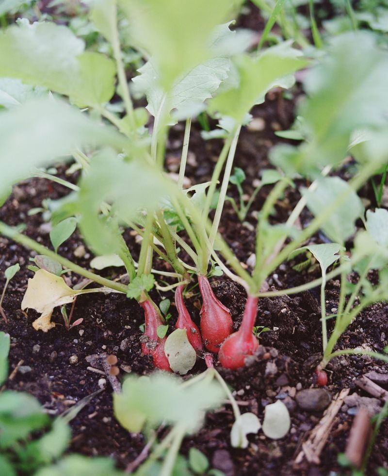 Radishes