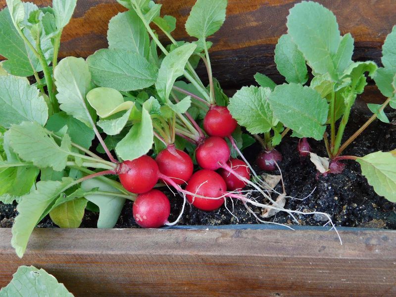 Radishes