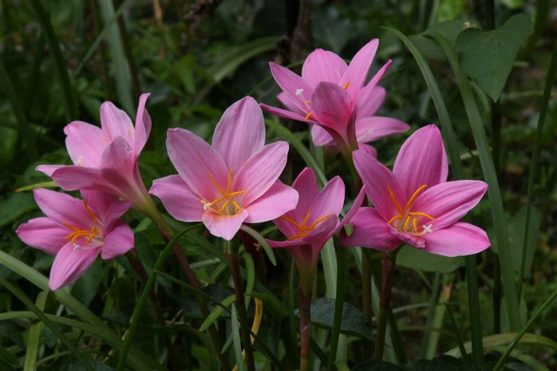 Rain Lily (Zephyranthes)