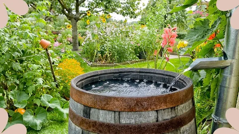 Rainwater Harvesting Setup