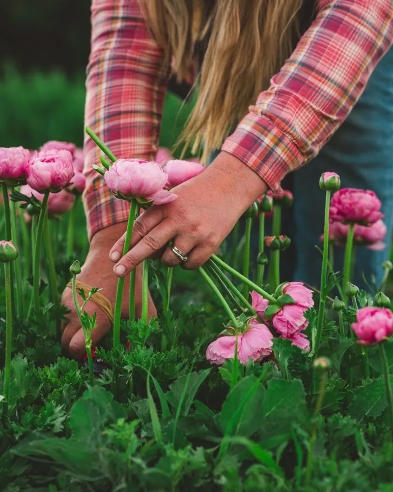 Ranunculus