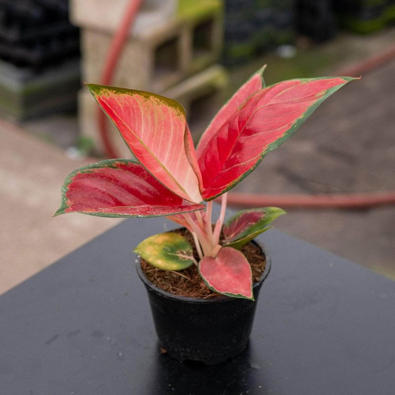 Red Aglaonema