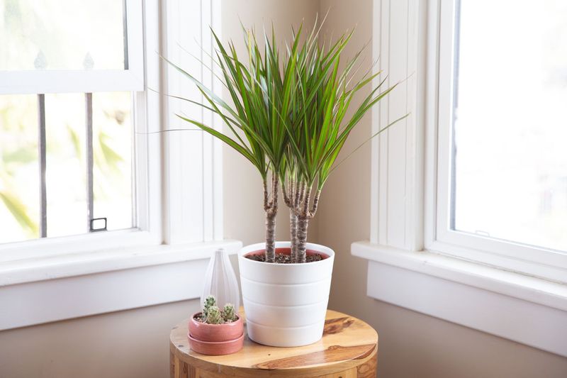 Red-Edge Dracaena