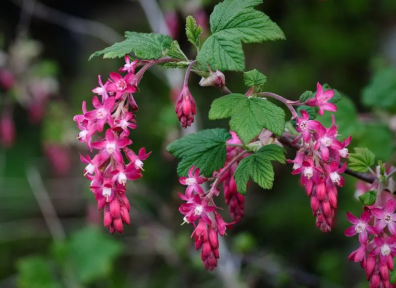 Red Flowering Currant