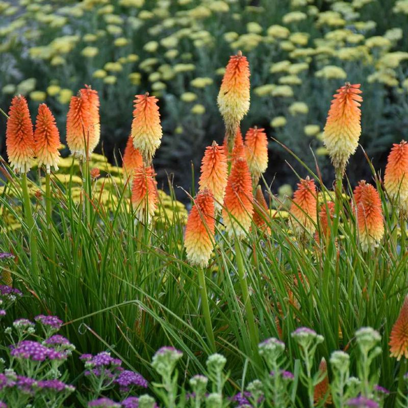 Red Hot Poker