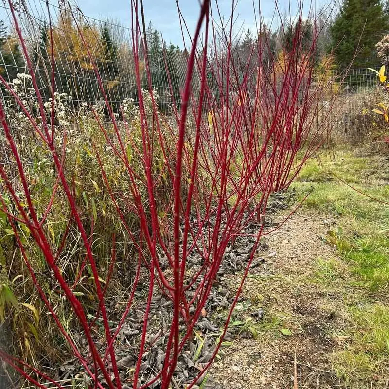 Red Osier Dogwood