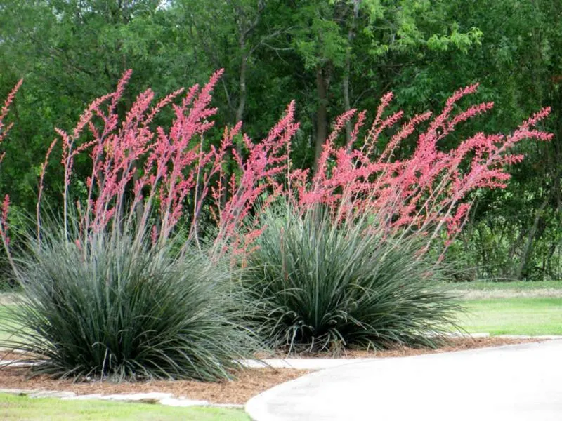 Red Yucca