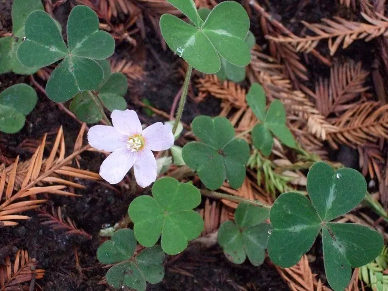 Redwood Sorrel