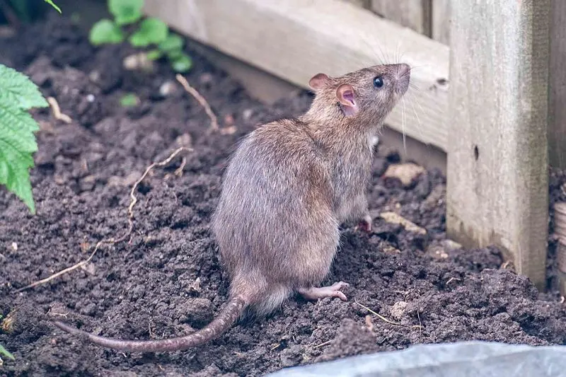 Remove Garden Debris