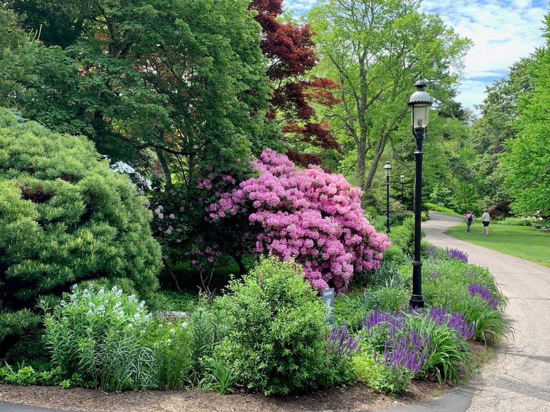 Rhododendron