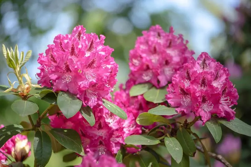 Rhododendron