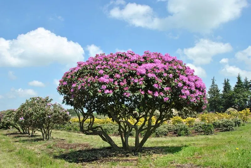 Rhododendron