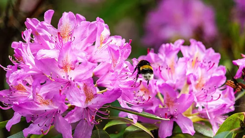 Rhododendrons