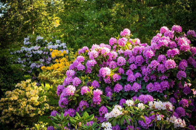 Rhododendrons