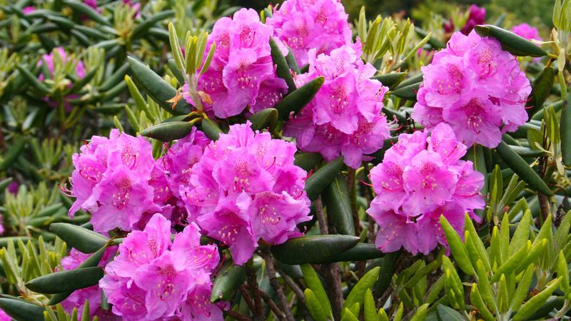 Rhododendrons