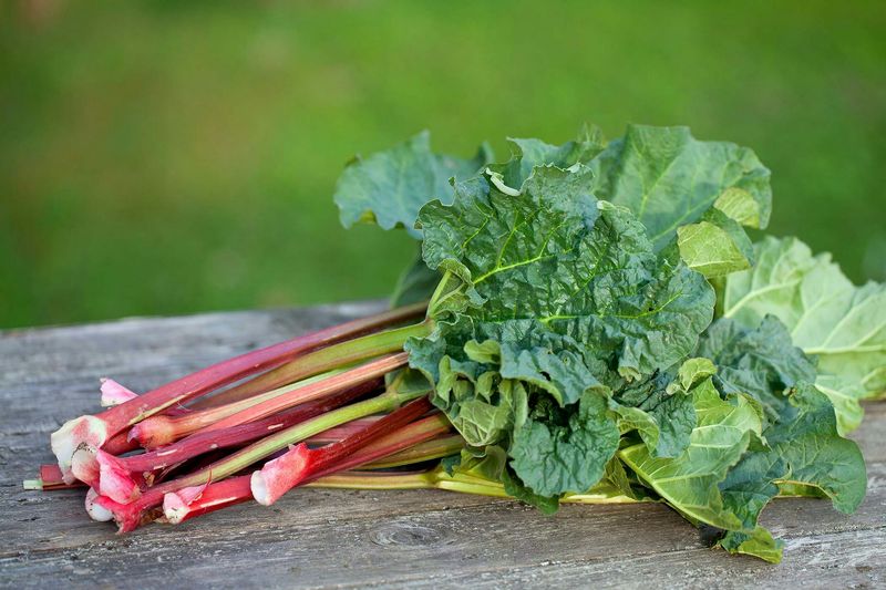 Rhubarb Leaves