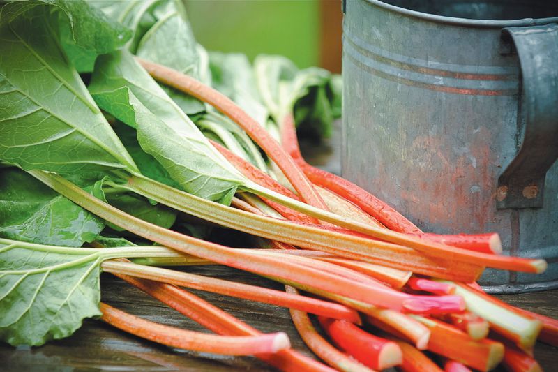 Rhubarb