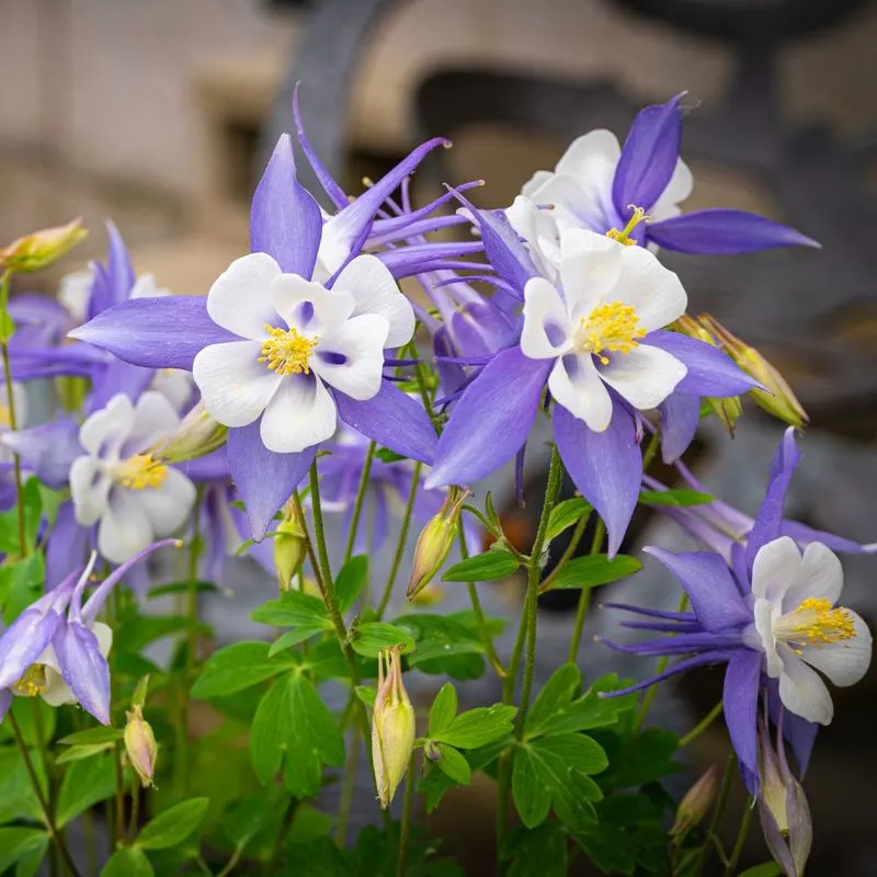 Rocky Mountain Columbine