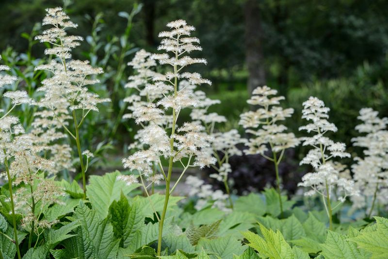 Rodgersia