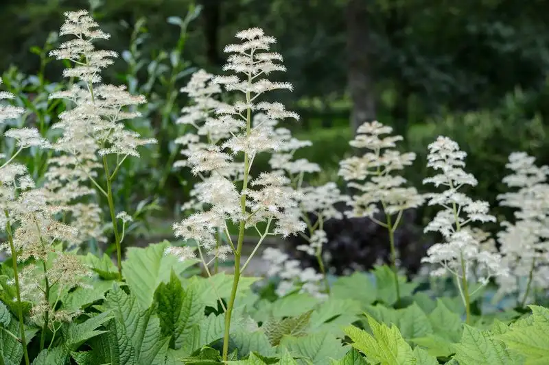 Rodgersia