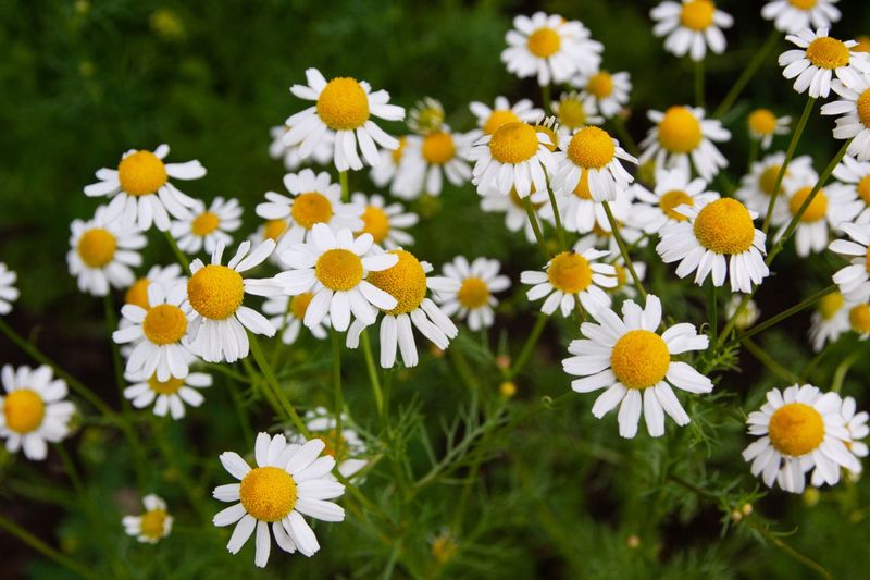 Roman Chamomile