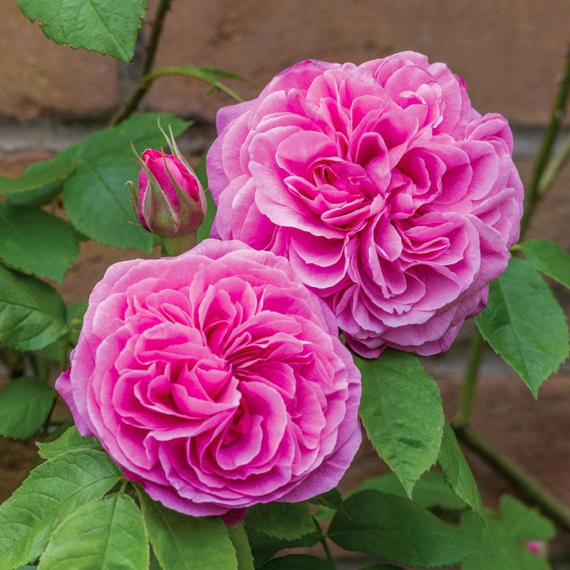 Rosa 'Gertrude Jekyll'