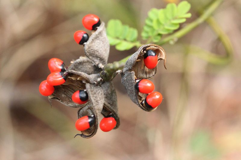 Rosary Pea