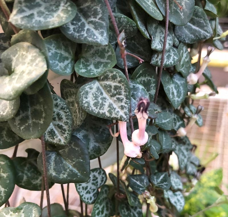 Rosary Vine