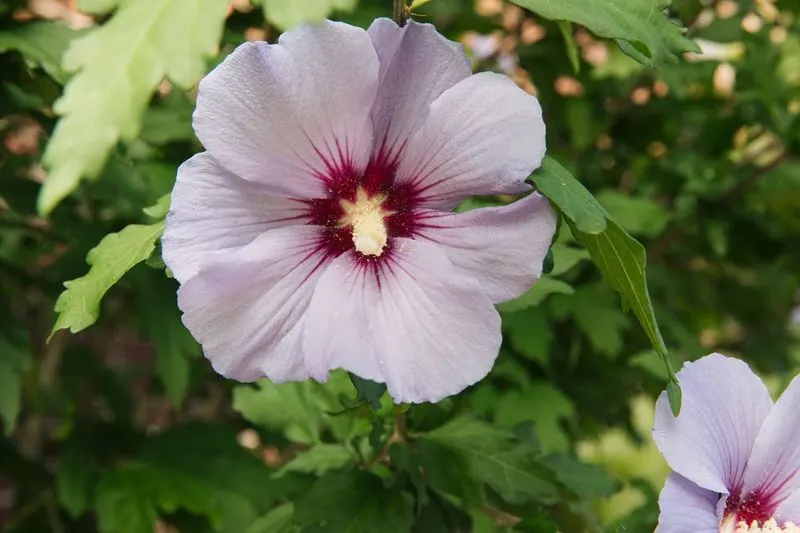 Rose of Sharon