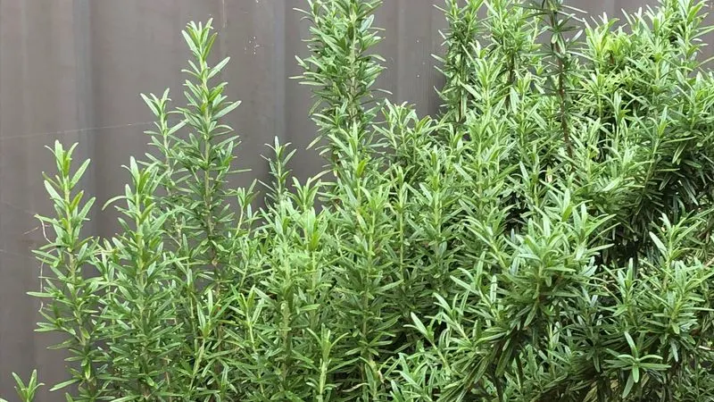 Rosemary