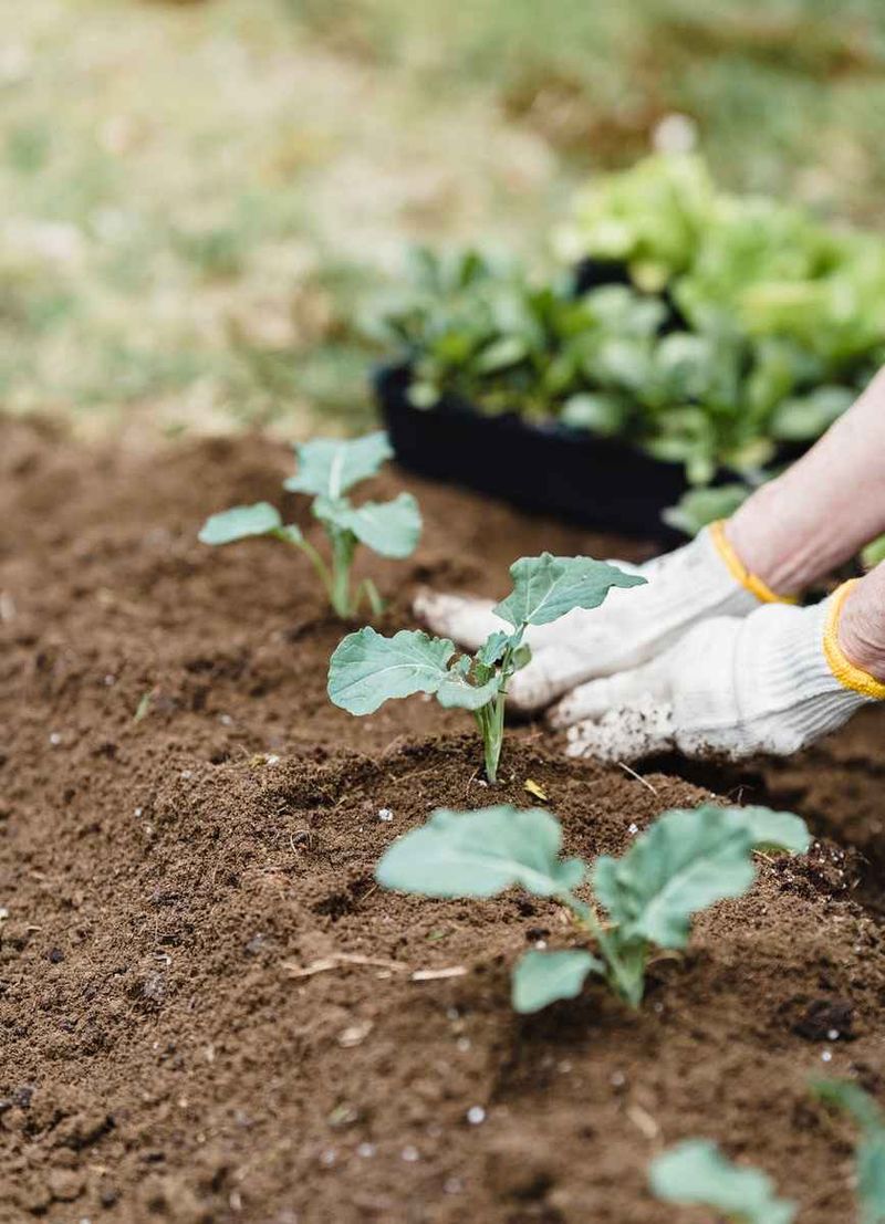 Rotate Crops Annually