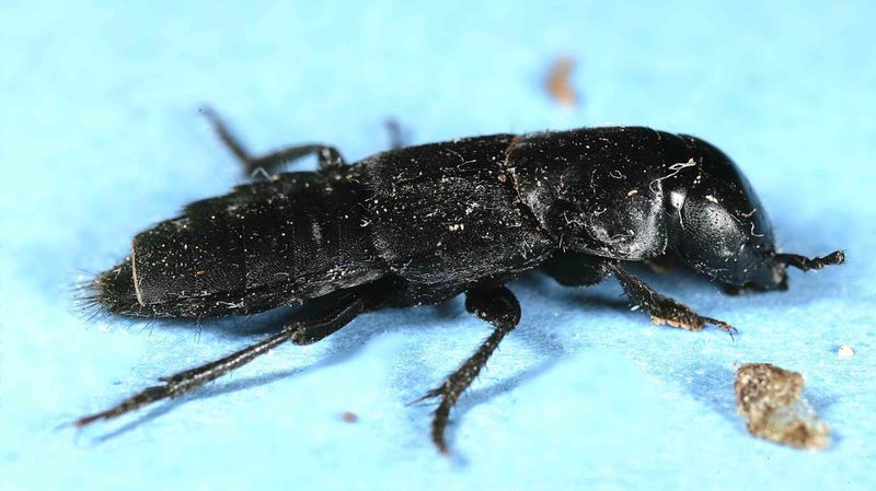 Rove Beetles