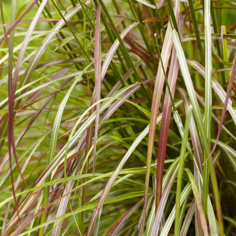 Ruby Red Cattail