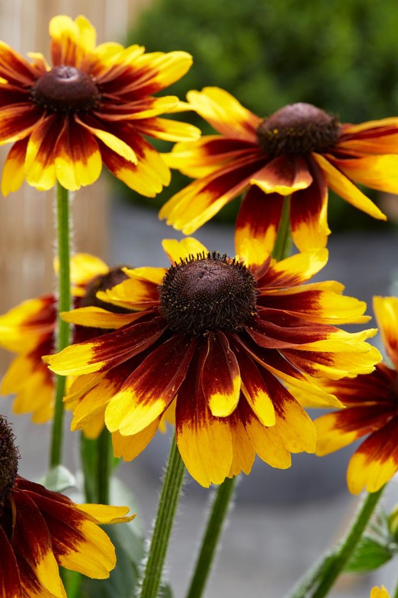 Rudbeckia