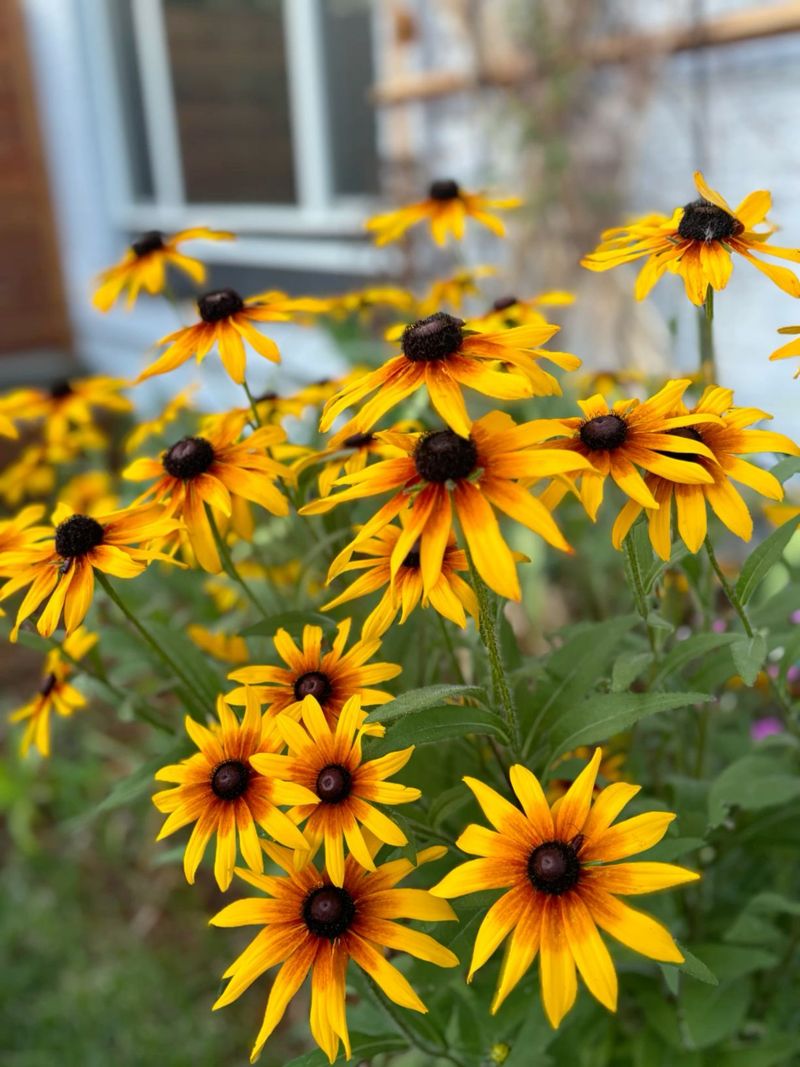 Rudbeckia