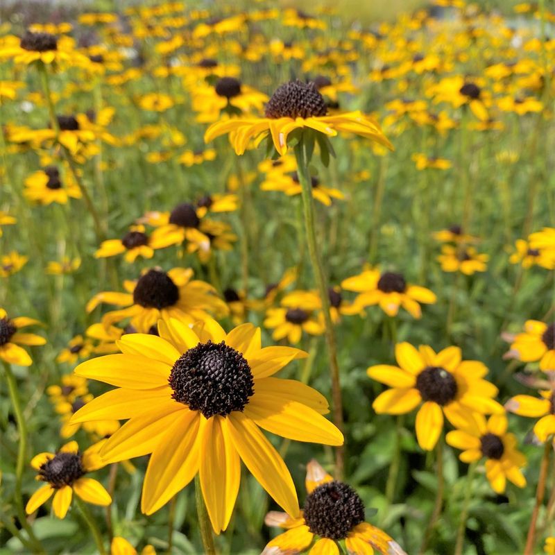 Rudbeckia fulgida (Black-eyed Susan)