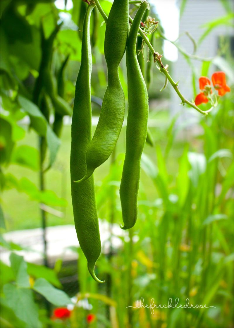 Runner Beans