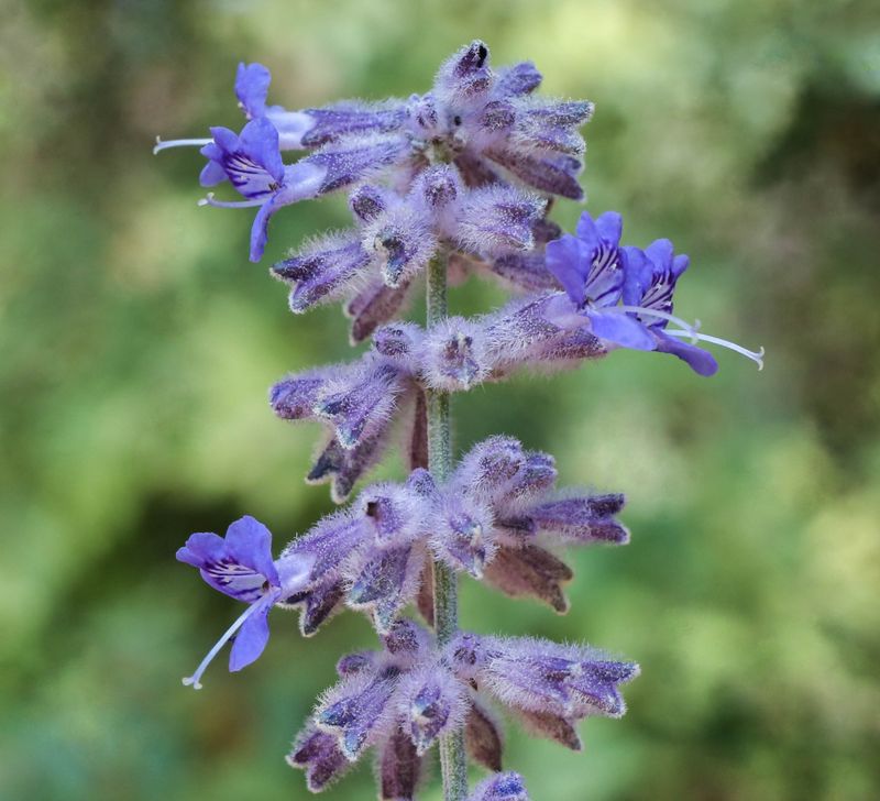 Russian Sage