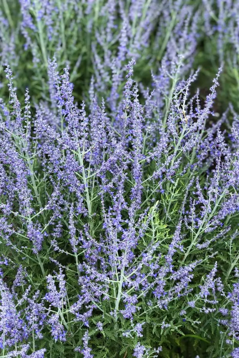 Russian Sage