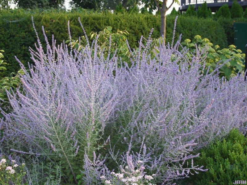 Russian Sage