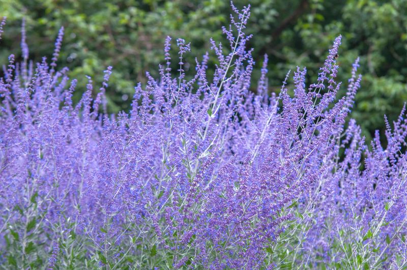 Russian Sage