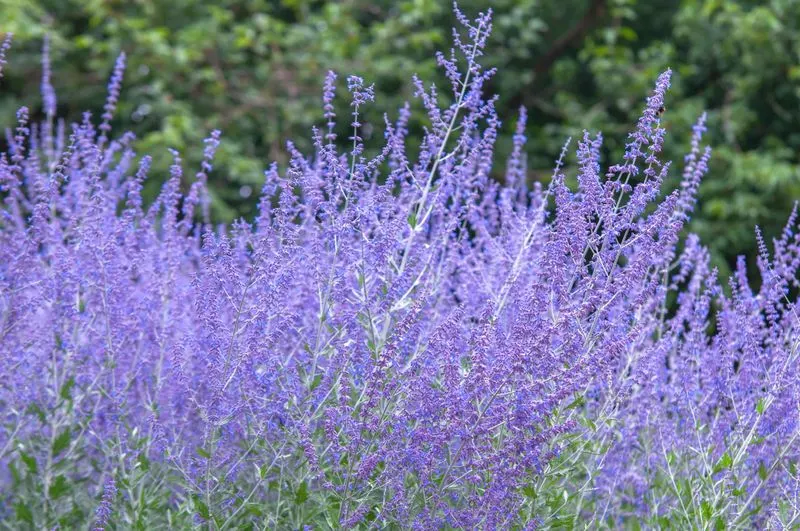 Russian Sage