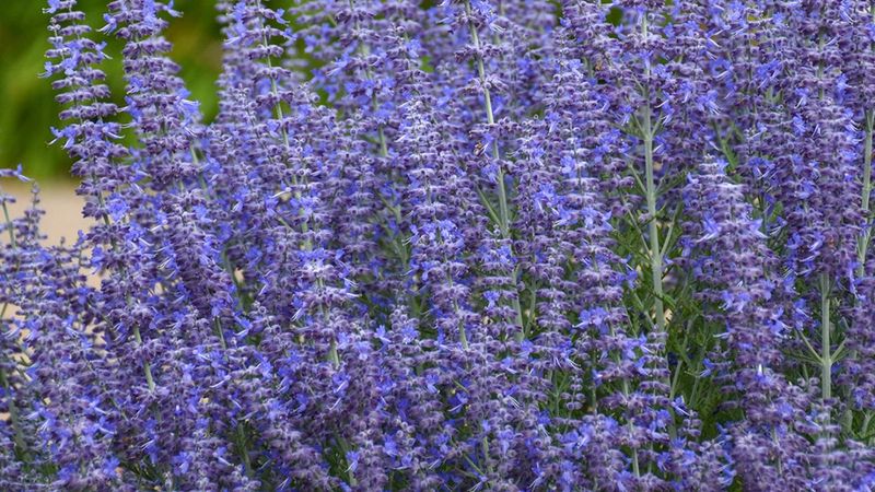 Russian Sage