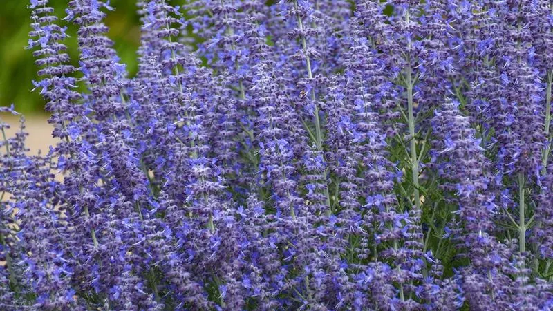 Russian Sage