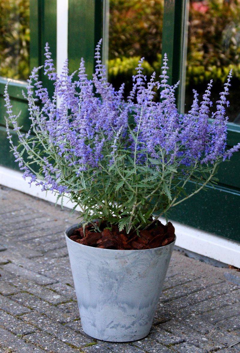 Russian Sage (Perovskia atriplicifolia)