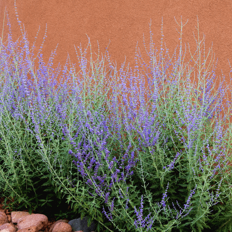 Russian Sage