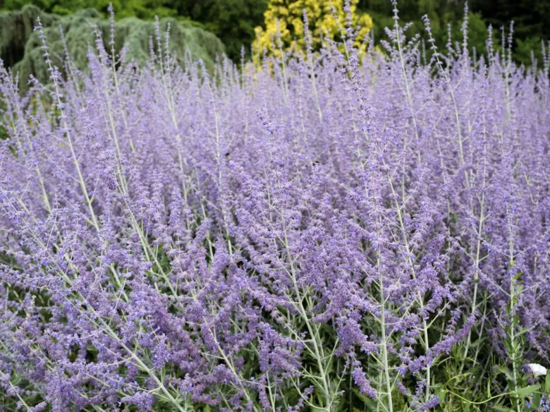 Russian Sage